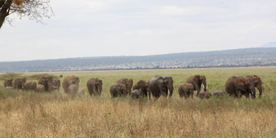 5 days / 4 nights safari - mid range - Photo 3