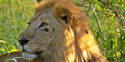 5 days / 4 nights safari - mid range - Photo 6