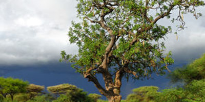 5 days 4 nights taste of loxodonta tanzania safarisisri - Photo 25