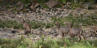 5 days 4 nights taste of loxodonta tanzania safarisisri - Photo 28