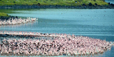 5 days 4 nights taste of loxodonta tanzania safarisisri - Photo 26