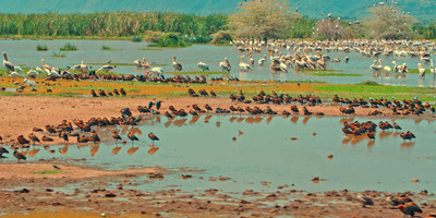 5 days 4 nights taste of loxodonta tanzania safarisisri - Photo 30
