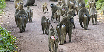 5 days 4 nights taste of loxodonta tanzania safarisisri - Photo 29