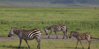 5 days 4 nights taste of loxodonta tanzania safarisisri - Photo 16