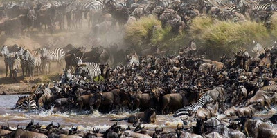 5 days 4 nights taste of loxodonta tanzania safarisisri - Photo 4