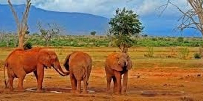 5 days amboseli tsavo west tsavo east - Photo 1