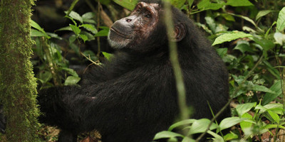 Chimpanzee, gorilla trekking and game sighting safari - Photo 3