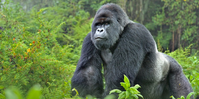 5 days gorilla tour in uganda - Photo 4