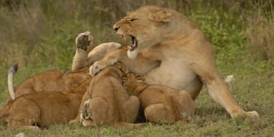 5 days high-end tanzania safari - Photo 1