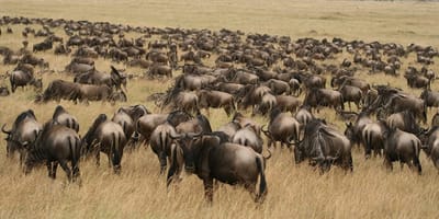 5 days high-end tanzania safari - Photo 2