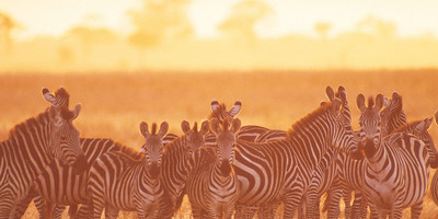 5 days living among the lions of serengeti-by sassabi expeditions - Photo 6