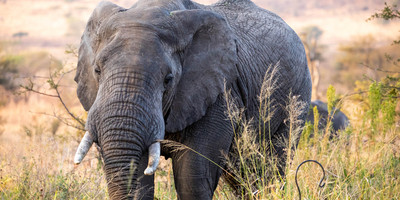 5 days living among the lions of serengeti-by sassabi expeditions - Photo 9
