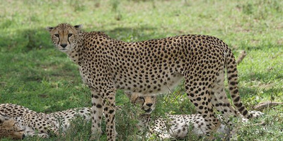 5 days living among the lions of serengeti-by sassabi expeditions - Photo 5