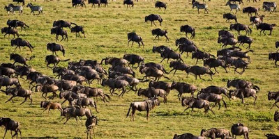 5 days living among the lions of serengeti-by sassabi expeditions - Photo 4