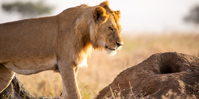 5 days living among the lions of serengeti-by sassabi expeditions - Photo 8