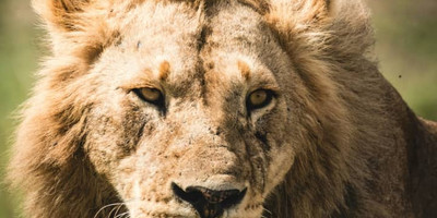 5 days last-minute safari from zanzibar - Photo 4