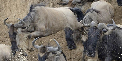 5 days last-minute safari from zanzibar - Photo 12