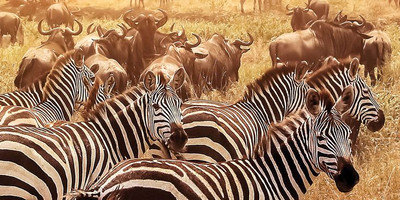 5 days last-minute safari from zanzibar - Photo 13