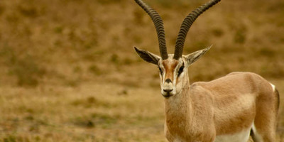 5 days last-minute safari from zanzibar - Photo 2