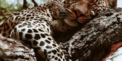 5 days last-minute safari from zanzibar - Photo 3