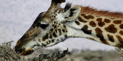 5 days last-minute safari from zanzibar - Photo 5