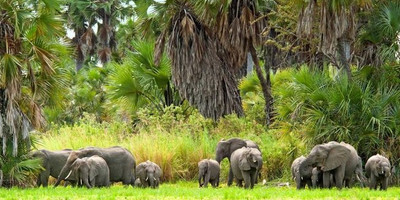 5 days luxury lodge safari - Photo 2
