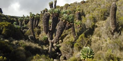 5 days marangu route kilimanjaro hiking package 2026 - Photo 7