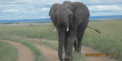 5 days masai mara/lake nakuru/lake naivasha adventure safari - Photo 1