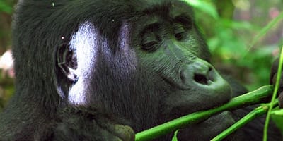 5 days uganda gorillas and wildlife safari - Photo 12