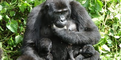 5 days uganda gorillas and wildlife safari - Photo 13