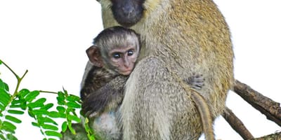 5 days uganda gorillas and wildlife safari - Photo 7