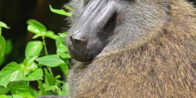 5 days uganda gorillas and wildlife safari - Photo 6