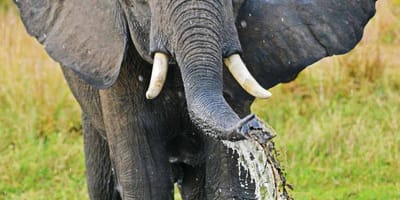 5 days uganda gorillas and wildlife safari - Photo 3