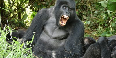 5 days uganda gorillas and wildlife safari - Photo 14
