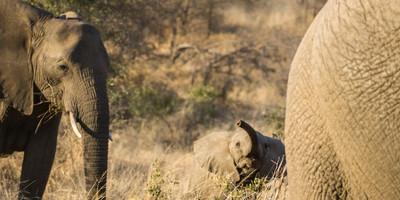 5 days tanzania private safari package - Photo 6