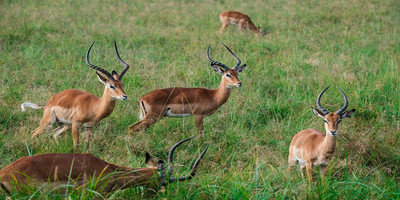 5 days tanzania private safari package - Photo 9