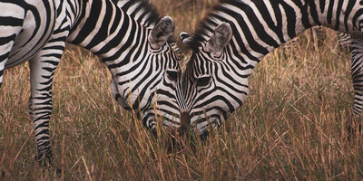 5 days tanzania private safari package - Photo 20