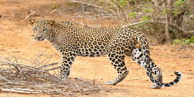 5 days tanzania private safari package - Photo 18