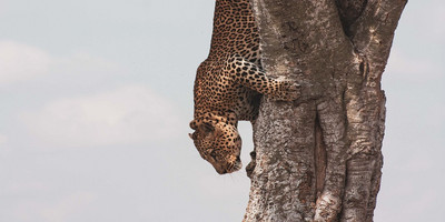 5 days tanzania private safari package - Photo 15