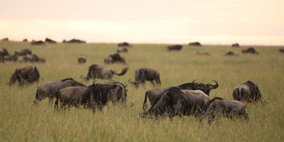 5 days tanzania private safari package - Photo 13