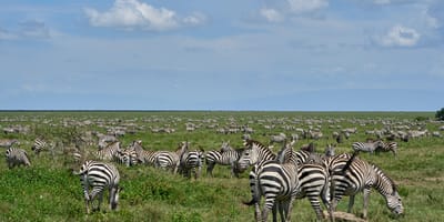 5 days tanzania private safari package by widerange african safaris - Photo 97