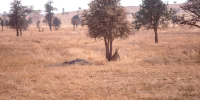 5 days tanzania private safari package by widerange african safaris - Photo 26