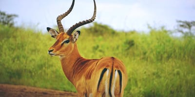 5 days tanzania private safari package by widerange african safaris - Photo 80