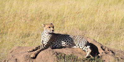 5 days tanzania private safari package by widerange african safaris - Photo 84