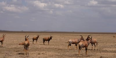 5 days tanzania private safari package by widerange african safaris - Photo 41