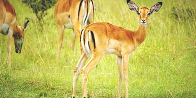 5 days tanzania private safari package by widerange african safaris - Photo 88