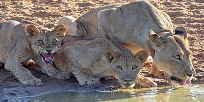 5 days tanzania private safari package by widerange african safaris - Photo 69