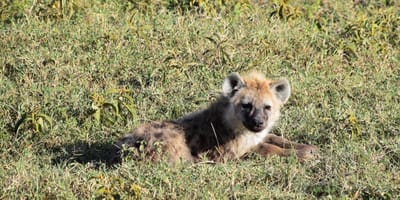 5 days tanzania private safari package by widerange african safaris - Photo 83