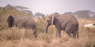 5 days tanzania private safari package by widerange african safaris - Photo 34