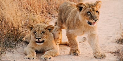 5 days tanzania private safari package by widerange african safaris - Photo 74